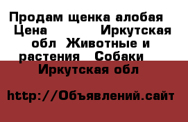 Продам щенка алобая  › Цена ­ 7 000 - Иркутская обл. Животные и растения » Собаки   . Иркутская обл.